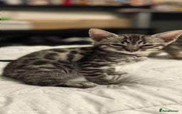 Bengal cats for sale: Silver Bengal kitten for sale  - Advert 23