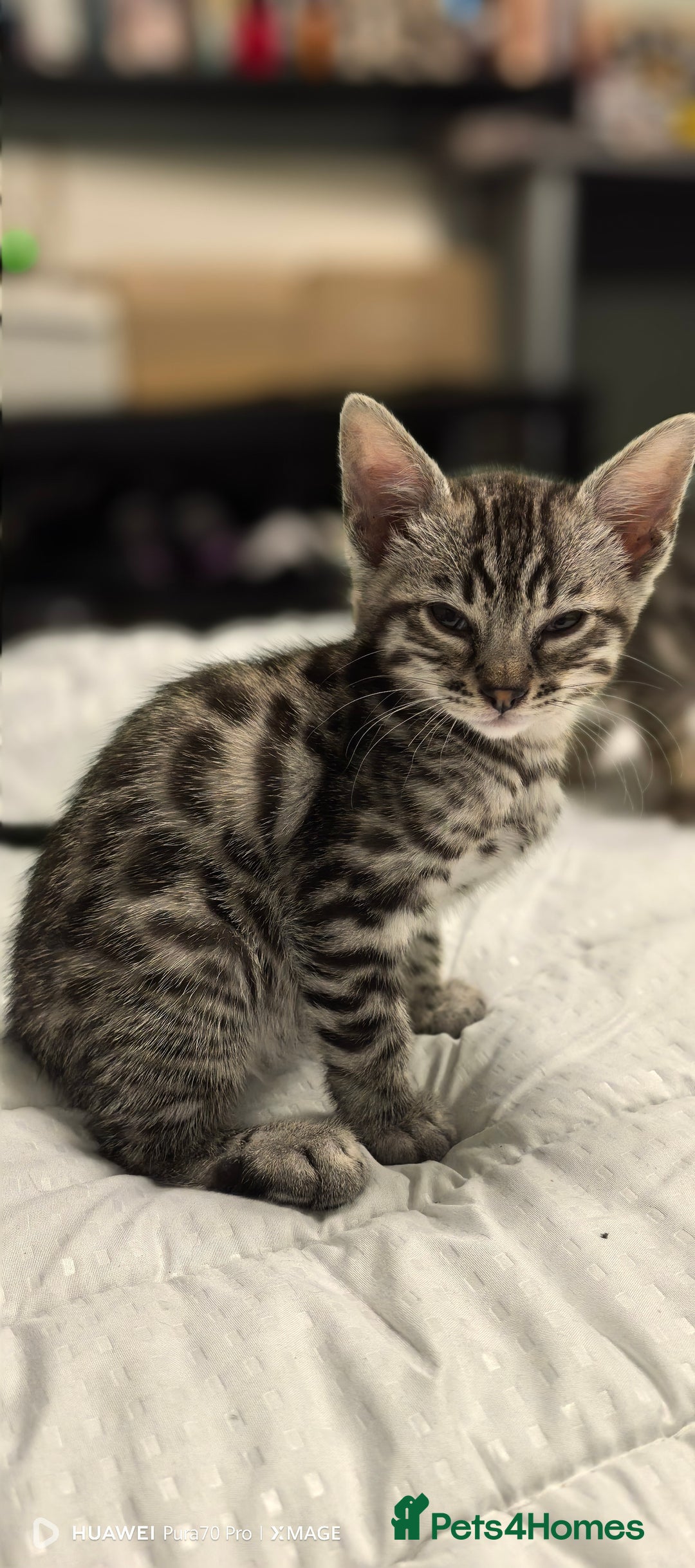 Bengal cats for sale: Silver Bengal kitten for sale  - Advert 23