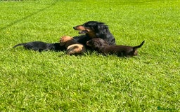 Miniature Dachshund dogs for sale: Beautiful long haired miniature dachshund puppies  - Image 12