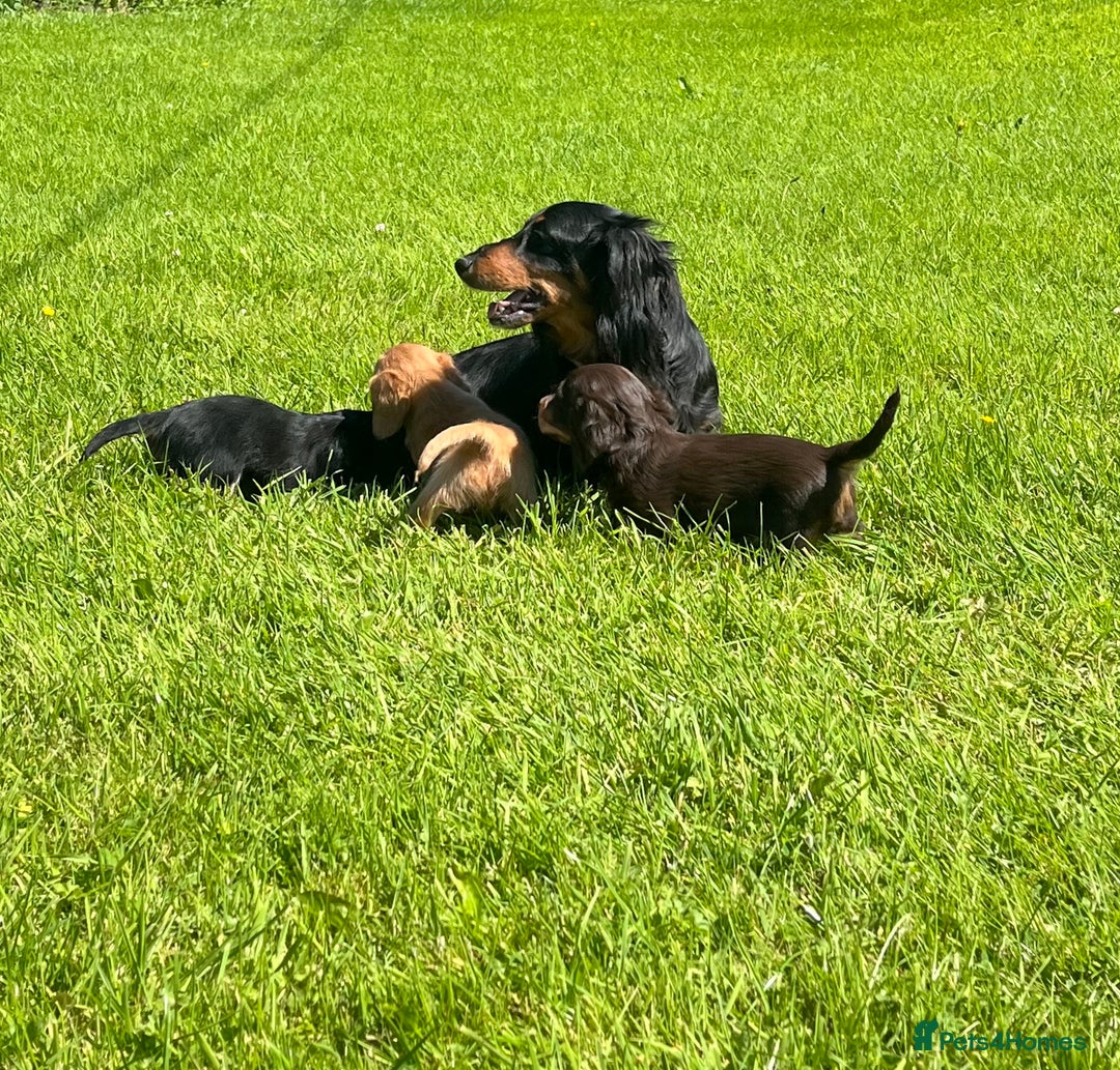 Miniature Dachshund dogs for sale: Beautiful long haired miniature dachshund puppies  - Image 12