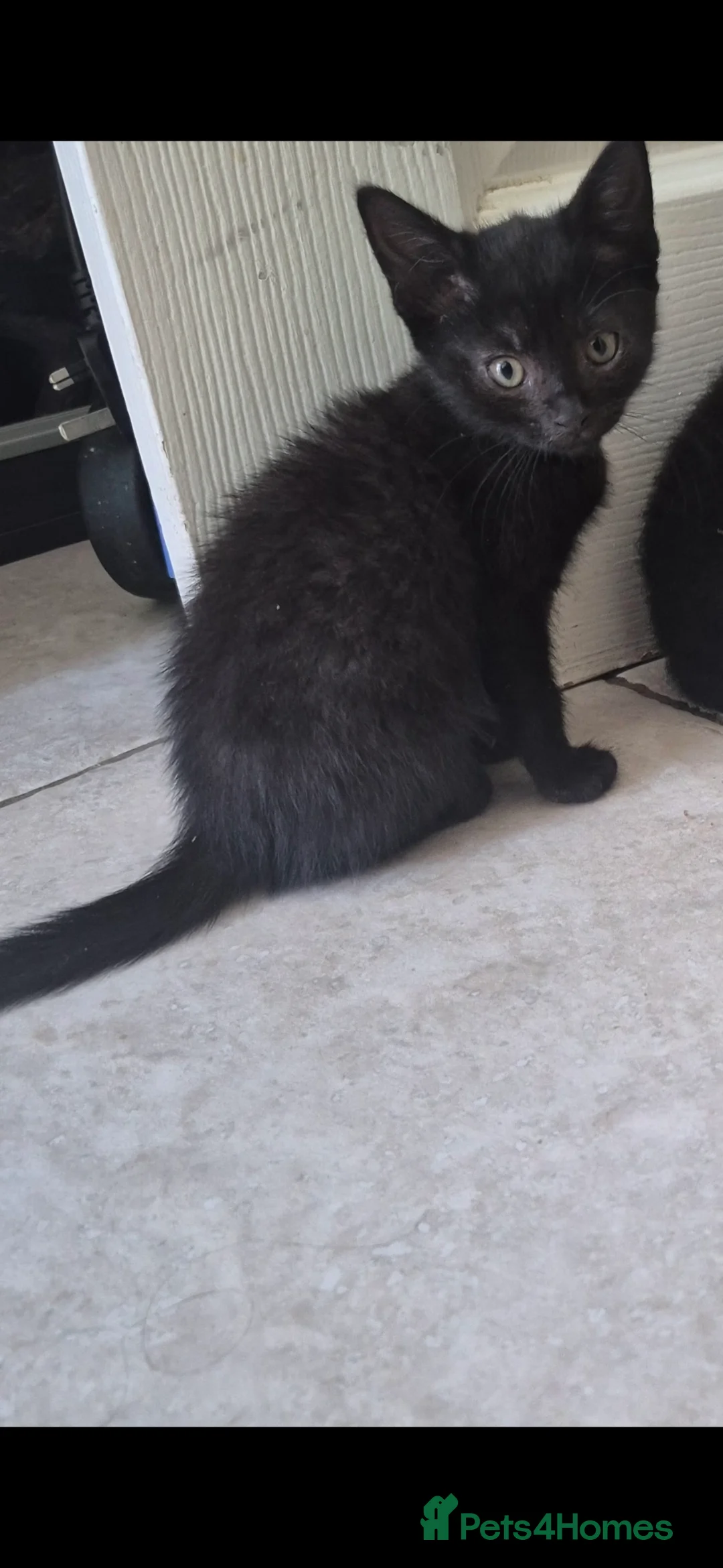 Mixed Breed cats for sale: 1 female kitten left  - Advert 3