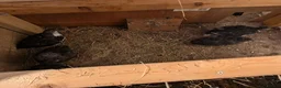 Quail poultry for sale: Black Tuxedo & Progressive Pied Coturnix Quail in Calne - Advert 4