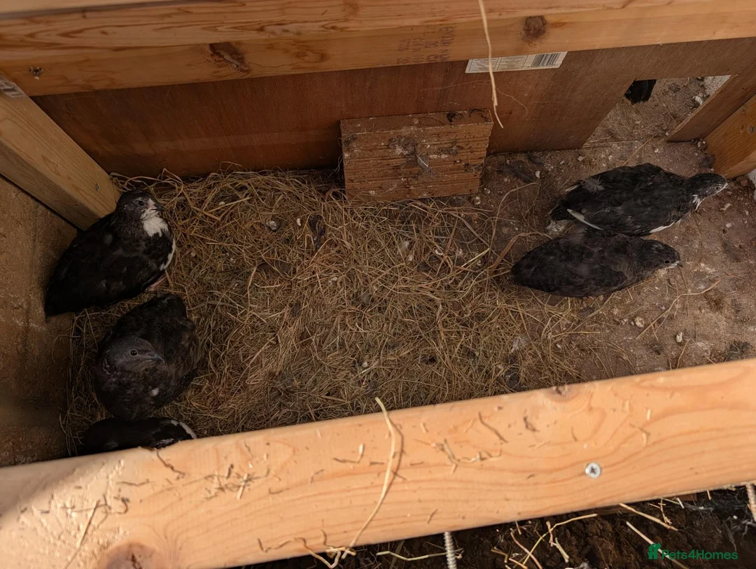 Quail poultry for sale: Black Tuxedo & Progressive Pied Coturnix Quail in Calne - Advert 4