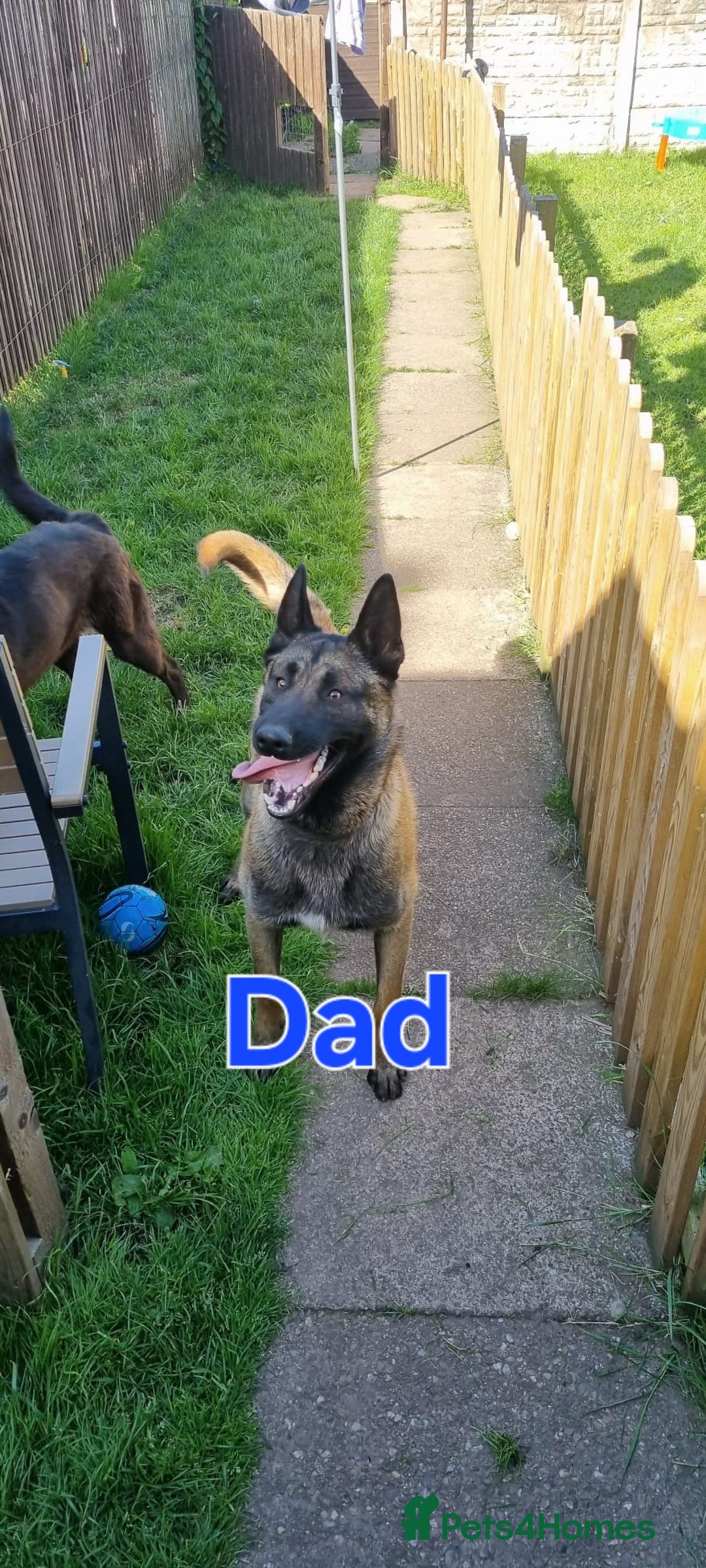 Belgian Shepherd Dog dogs for sale: Belgian shepherd's  - Image 11