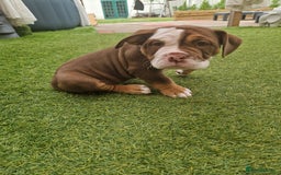Mixed Breed dogs for sale: 3 Old English bulldog boys £1500  - Image 7