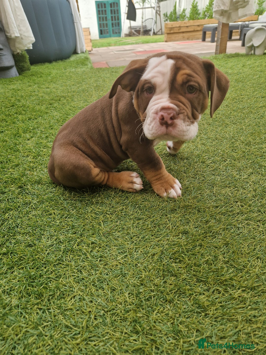 Mixed Breed dogs for sale: 3 Old English bulldog boys £1500  - Image 7