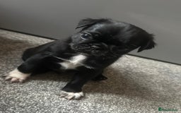 Pug dogs for sale: READY 19/09/25 Boys x2 Pugs - Image 10