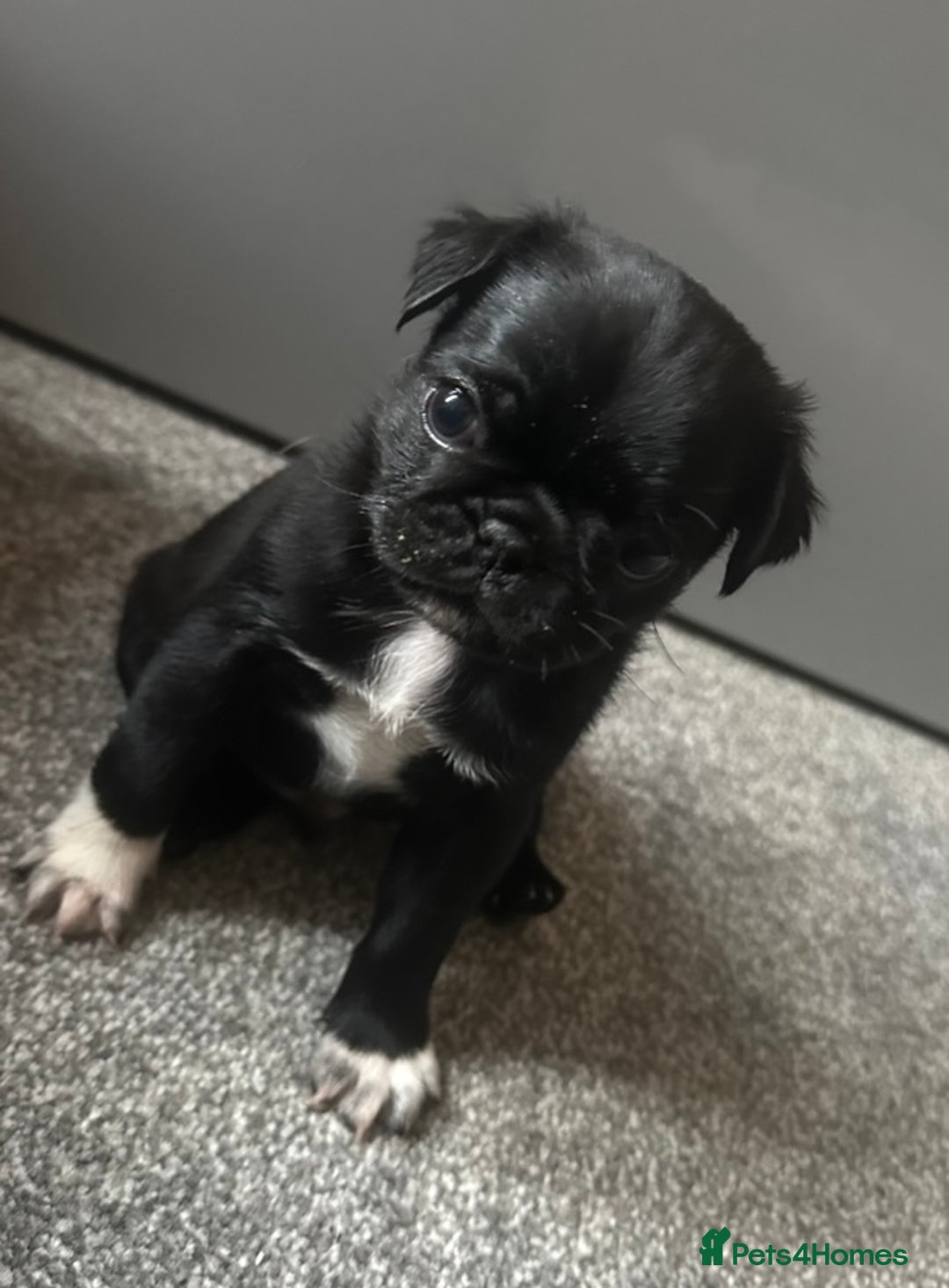 Pug dogs for sale: READY 19/09/25 Boys x2 Pugs - Image 10