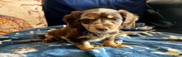 Mixed Breed dogs for sale: Working Cocker Spaniel x Longhair Dachshund - Advert 9