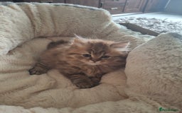British Longhair cats for sale: 2 x Rare and stunning Pedigree BLH kittens - Image 15