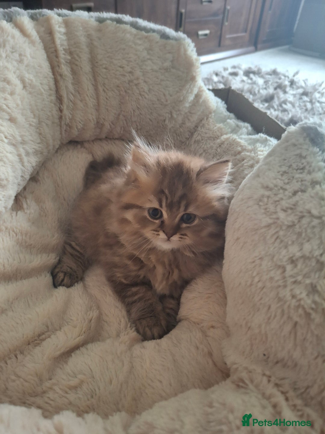 British Longhair cats for sale: 2 x Rare and stunning Pedigree BLH kittens - Image 15