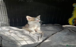 Domestic Shorthair cats for sale: 3 kittens (2 male 1 female ) - Image 6