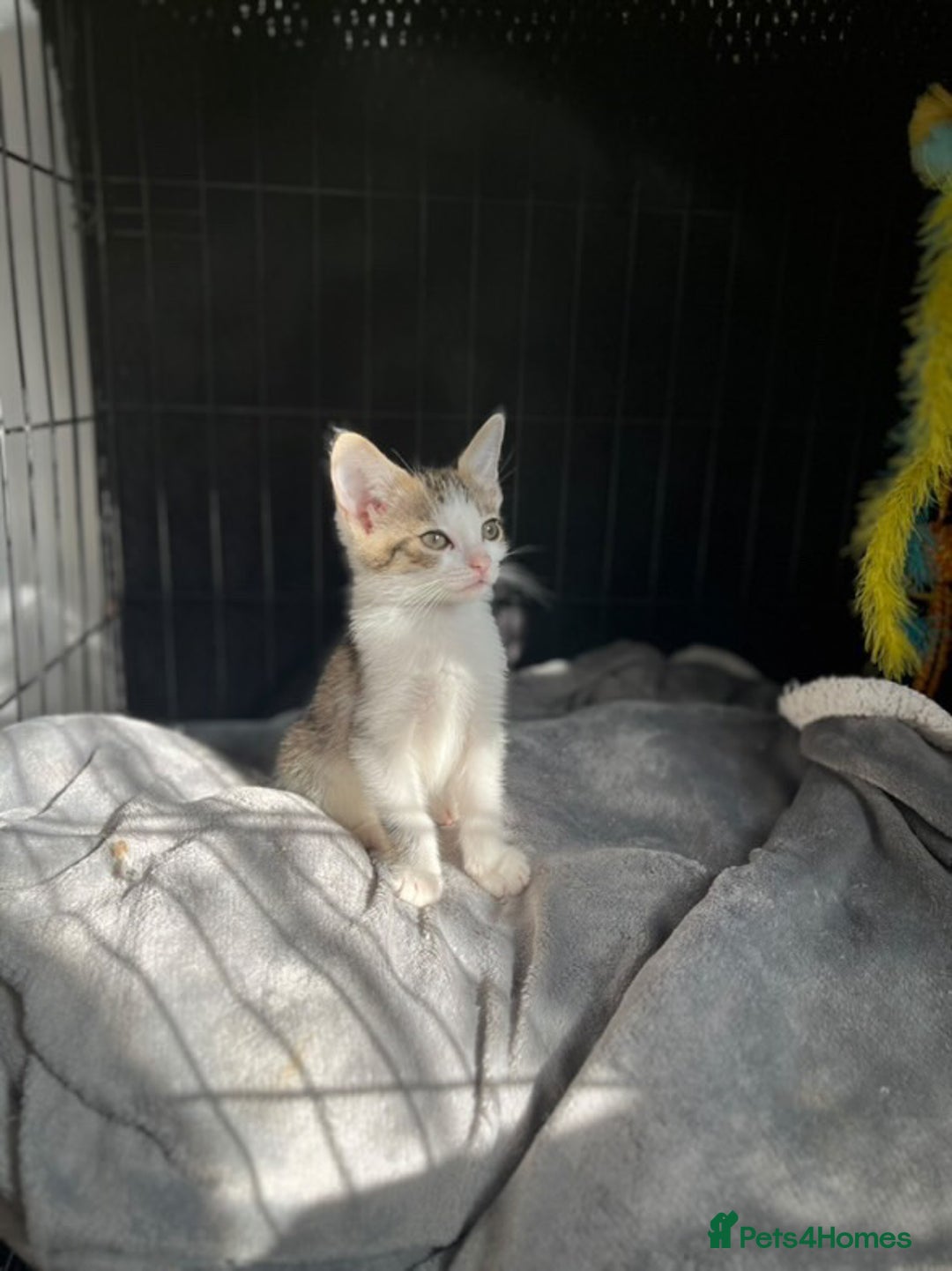 Domestic Shorthair cats for sale: 3 kittens (2 male 1 female ) - Image 6