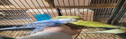 Budgerigars birds for sale: Semi to tame baby Budgies  - Advert 12
