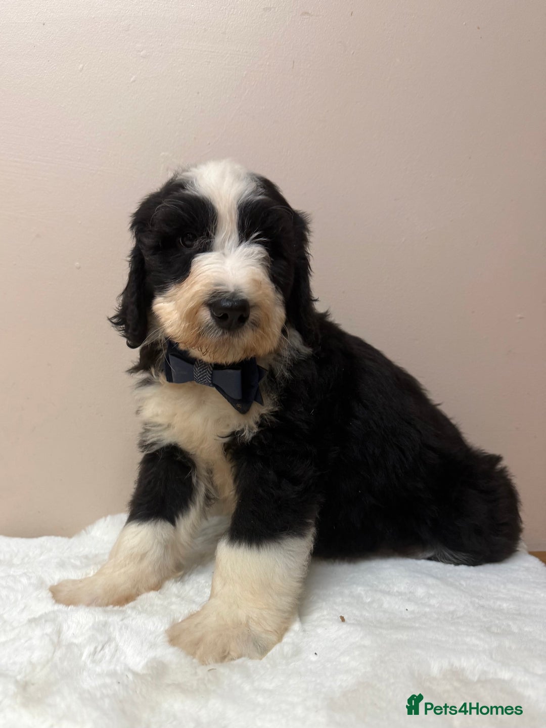 Bernedoodle dogs for sale: F1 Standard Bernerdoodles - Advert 17