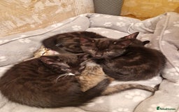 Mixed Breed cats for sale: Adorable Kittens Ready for Their New Homes! 🐾 - Image 8