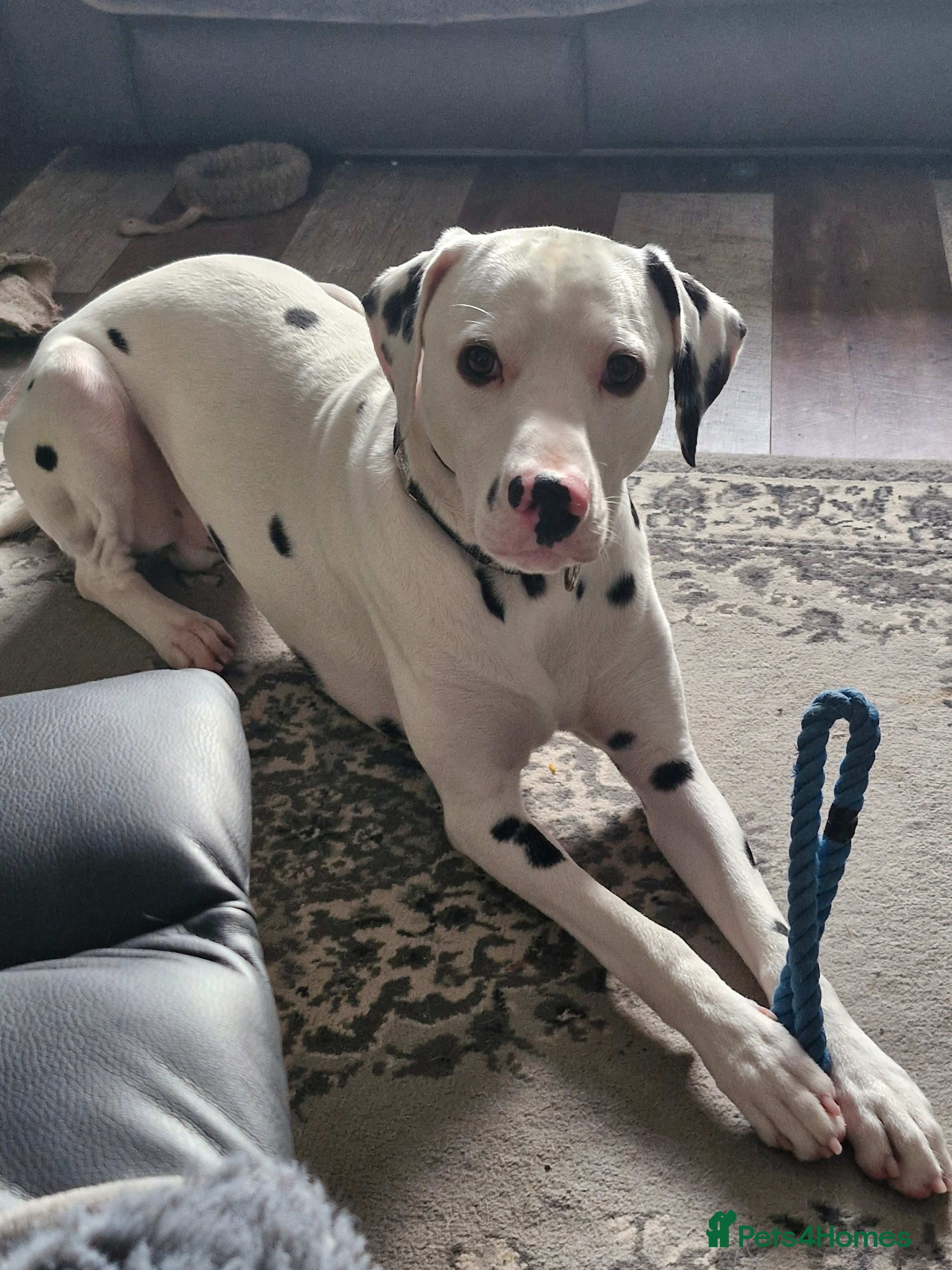 Dalmatian dogs 12 month dalmation needs a new home - Advert 1