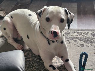 Dalmatian dogs 12 month dalmation needs a new home - Advert 5