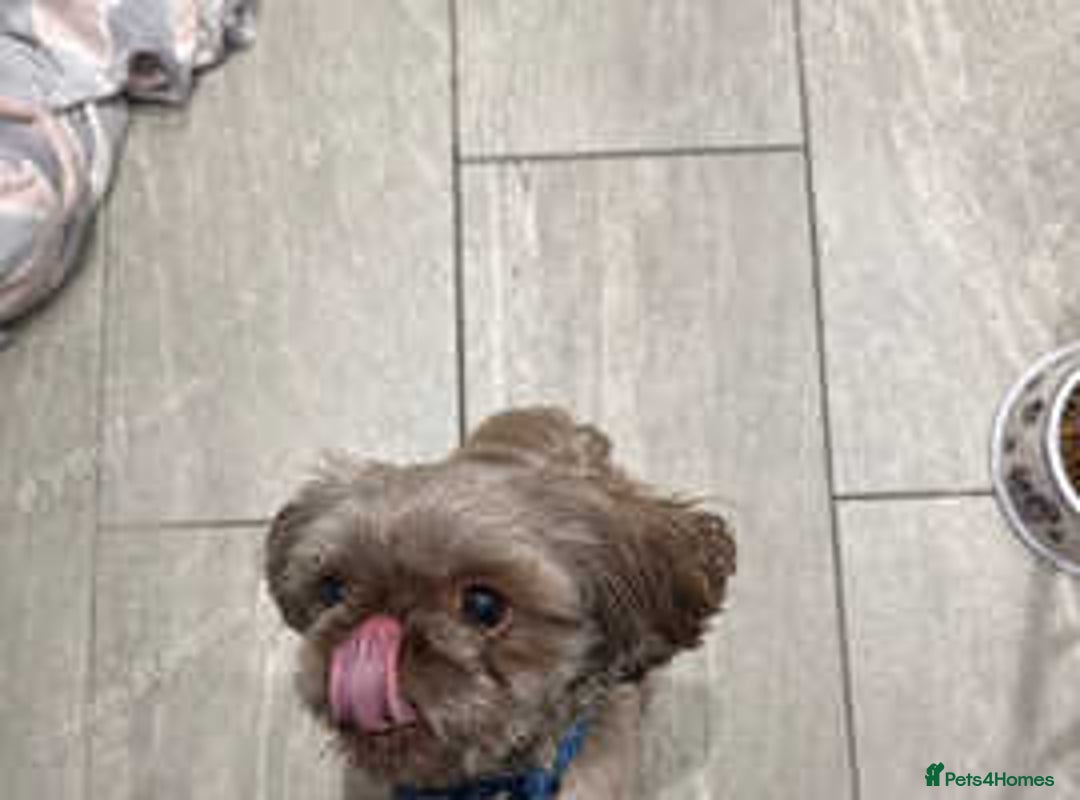 Shih Tzu dogs for sale: shih tzu F1 puppies  - Advert 13