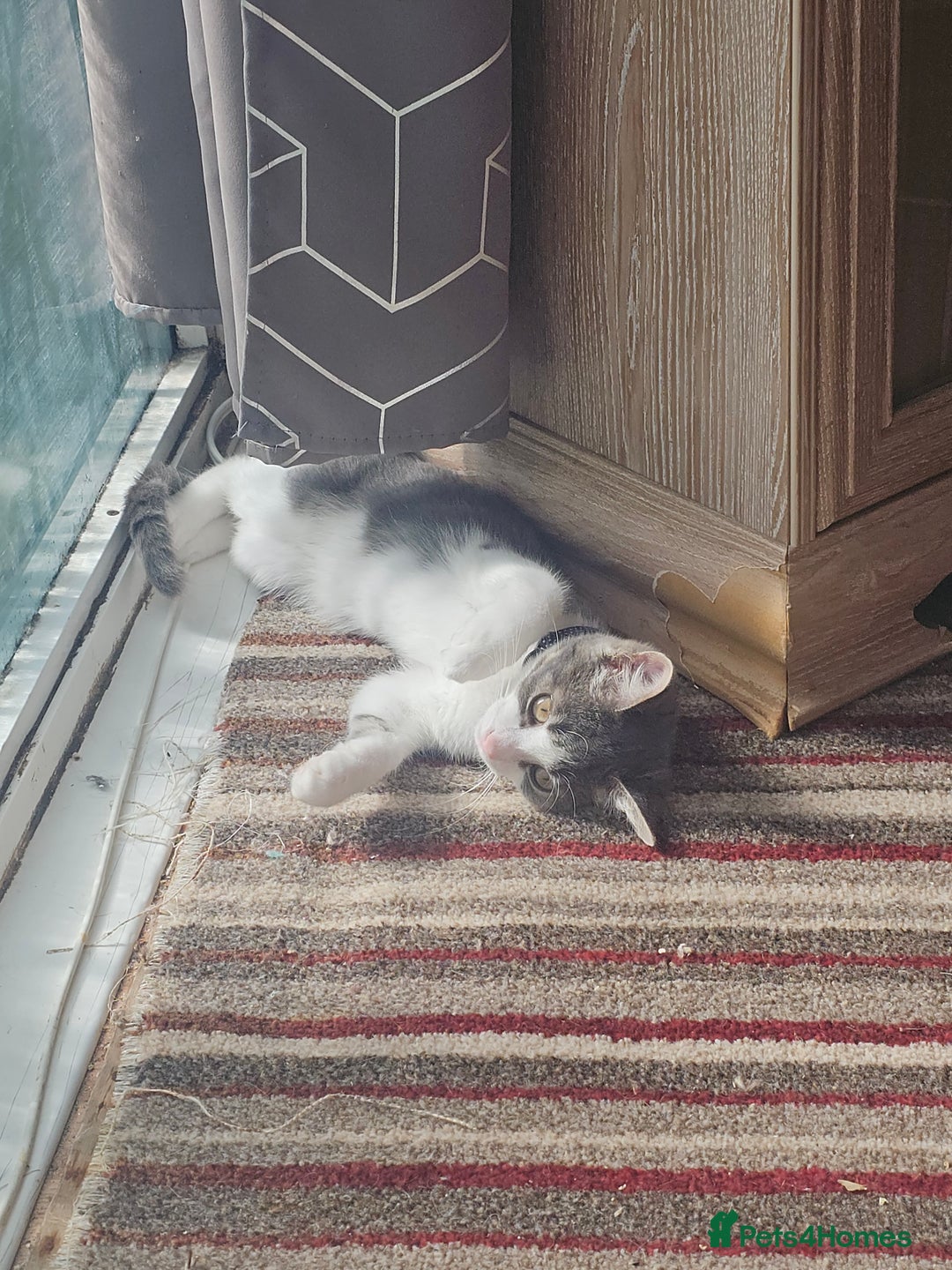 Domestic Shorthair cats for sale: 3 cats 1 female 2 males - Image 3