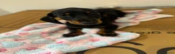 Miniature Dachshund dogs for sale: Adorable Miniature Dachshund Girl in Enfield - Advert 16