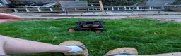 Rottweiler dogs for sale: KC Reg Male Rottie pup - Advert 1