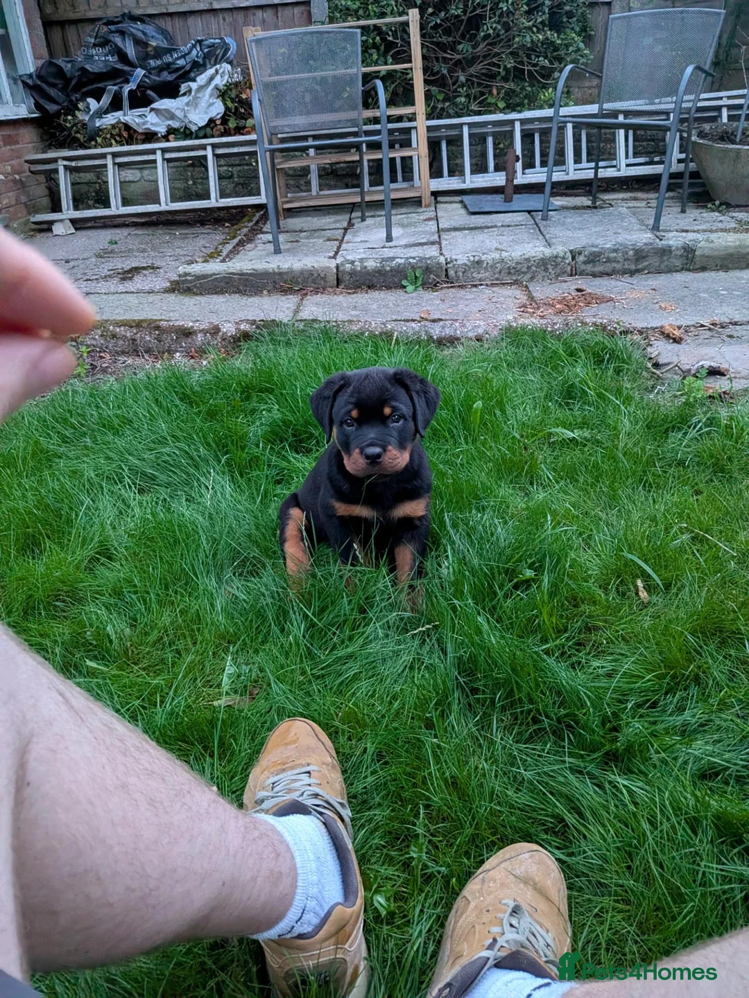 Rottweiler dogs for sale: KC Reg Male Rottie pup - Advert 1