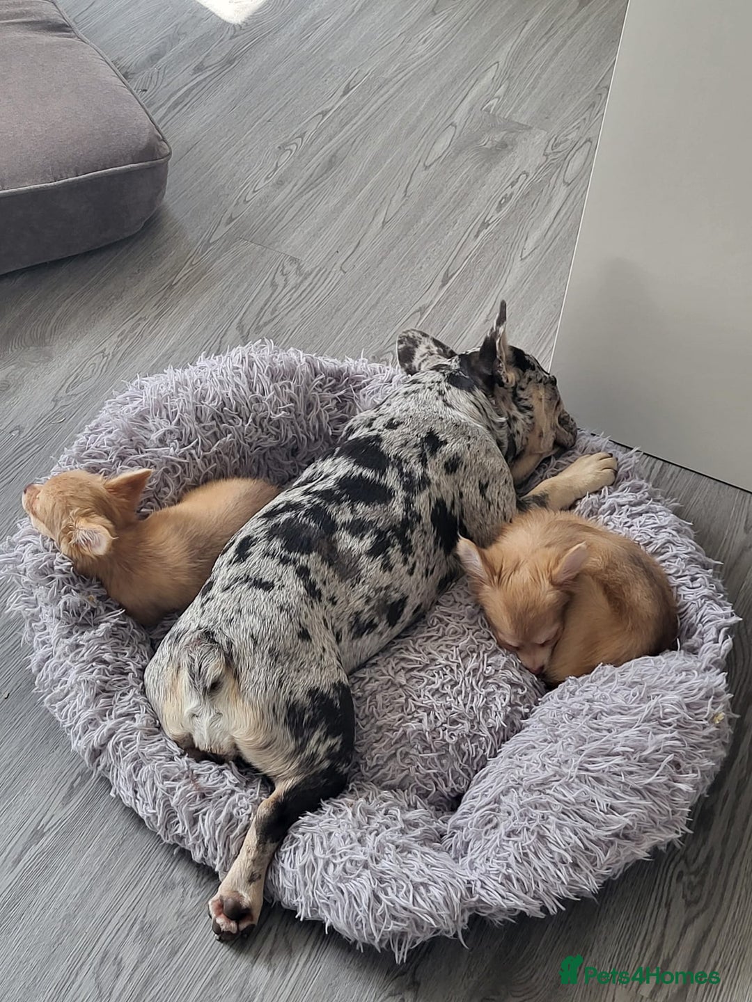 French Bulldog dogs for sale: Female merle french bulldog - Image 2