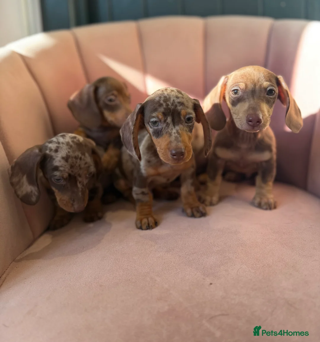 Miniature Dachshund dogs for sale: Beautiful Dachshund Male Puppies Ready now  - Advert 20
