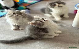Persian cats for sale: Kitten  - Image 8