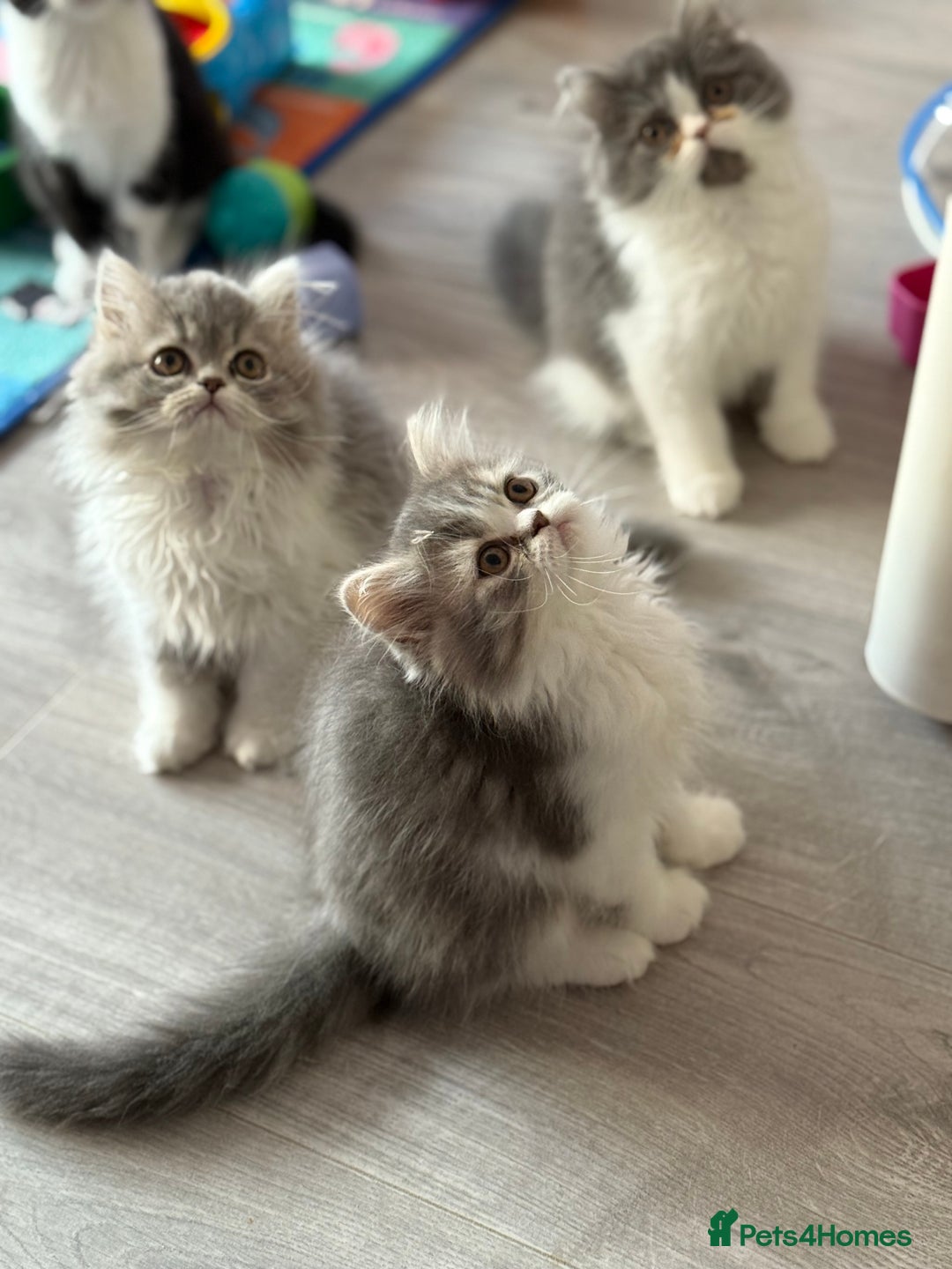 Persian cats for sale: Kitten  - Image 8