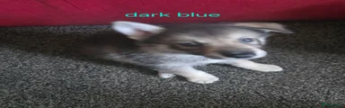 Shepsky Puppy dark blue