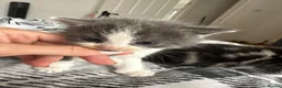 British Longhair cats for sale: Kittens 💕 - Advert 3