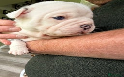 Mixed Breed dogs for sale: Cute Olde English Bulldog & Pug/Frenchie 4 sale - Image 16
