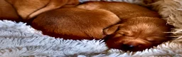 Labrador Retriever dogs for sale: Mahogany Red KC Labrador Puppies - Advert 6