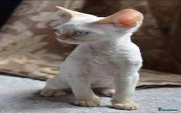 Devon Rex cats for sale: Pretty Girl Devon Rex  - Image 1