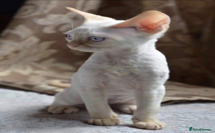 Devon Rex cats - Advert 1