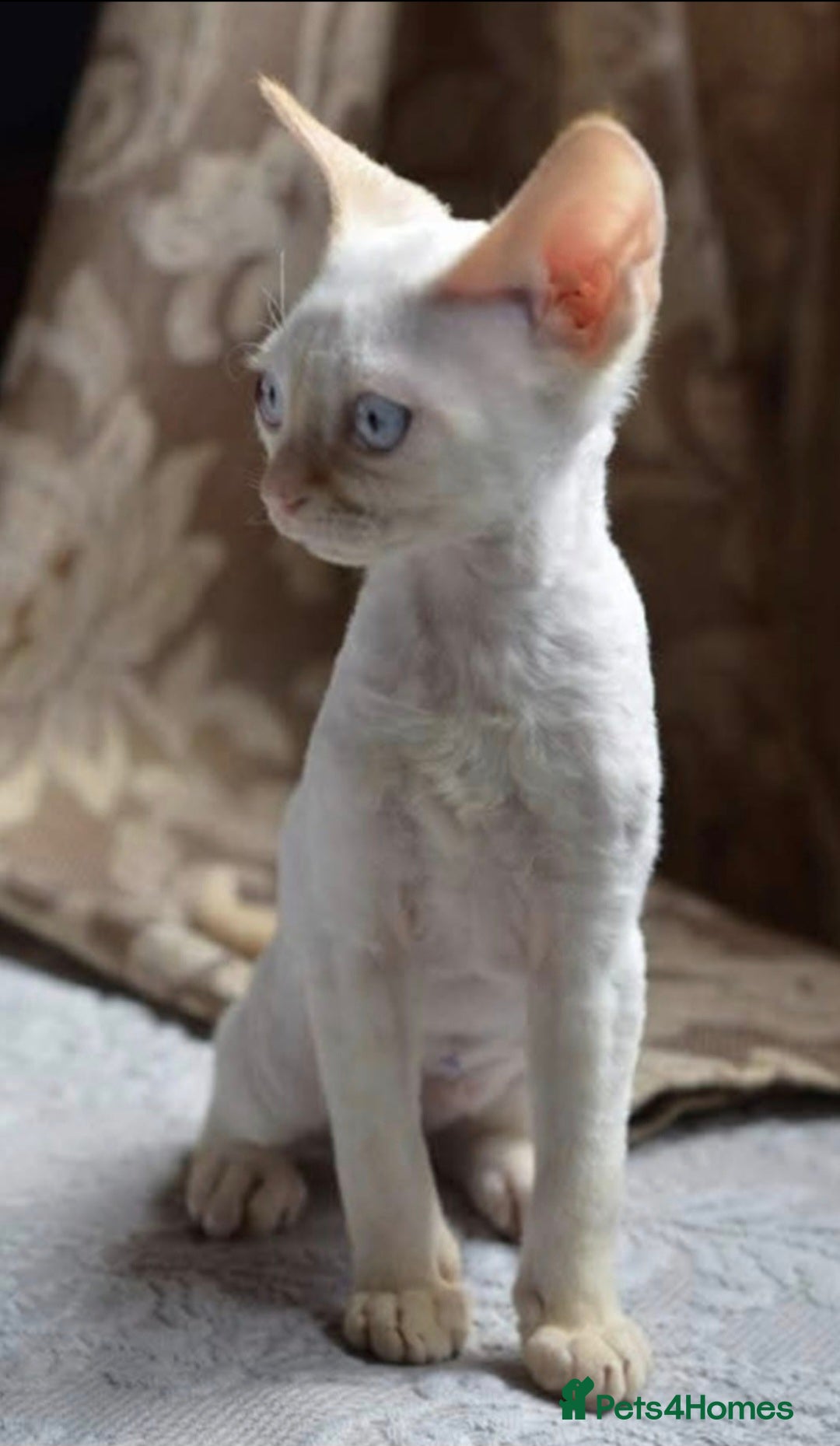 Devon Rex cats for sale: Pretty Girl Devon Rex  - Image 1