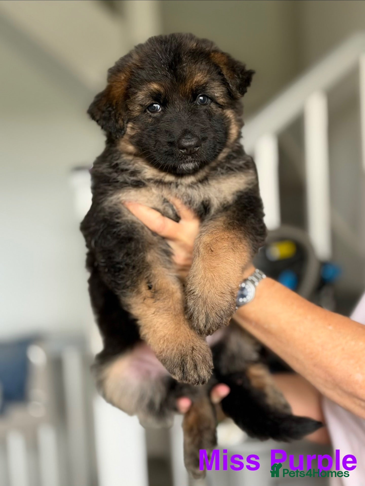German Shepherd dogs KC REGISTERED GERMAN SHEPHERDS - Advert 1