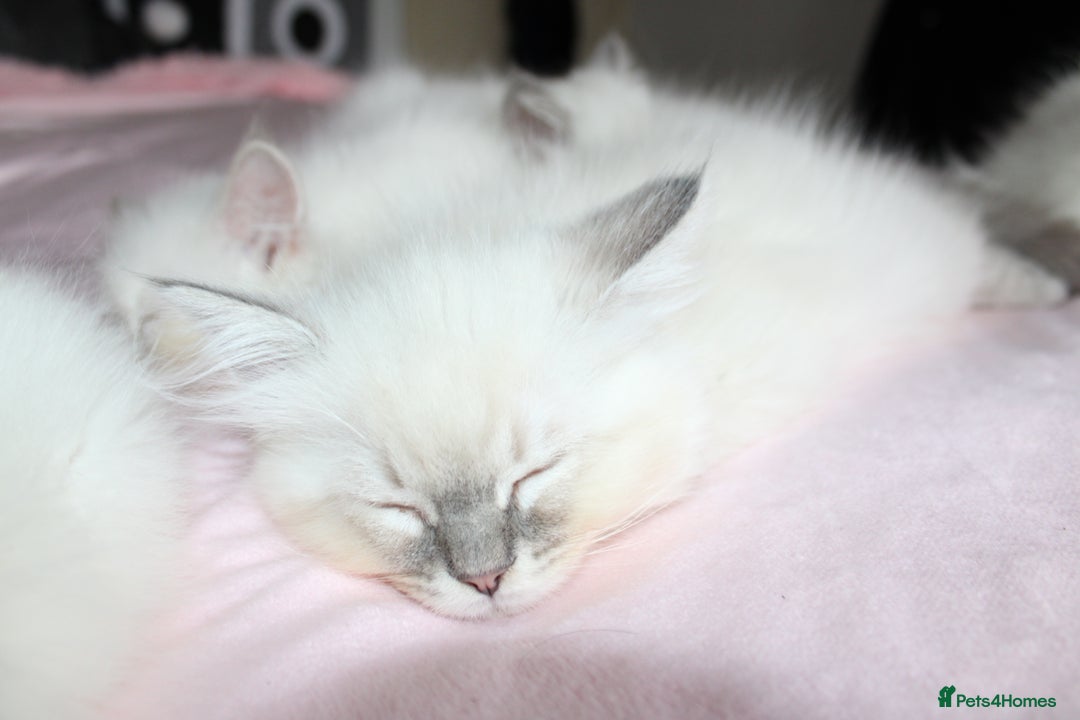 Ragdoll cats for sale: GCCF registered Ragdolls  - Advert 13