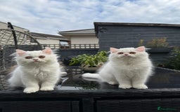 Persian cats for sale: 2 white Gorgeous Persian Boys - Image 13