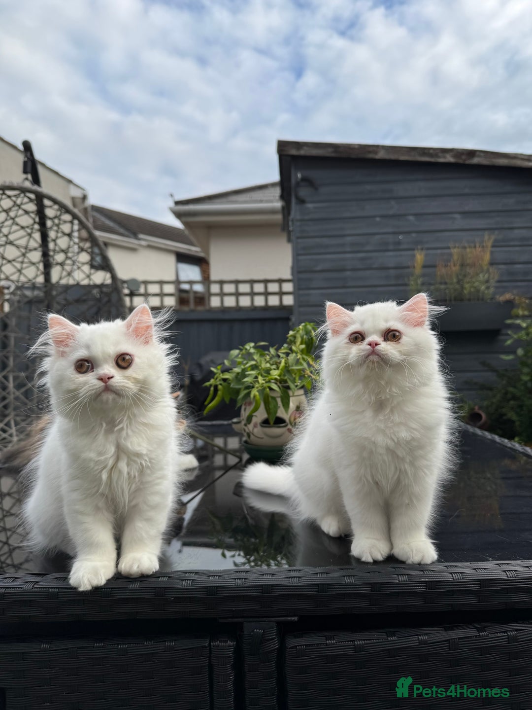 Persian cats for sale: 2 white Gorgeous Persian Boys - Image 13