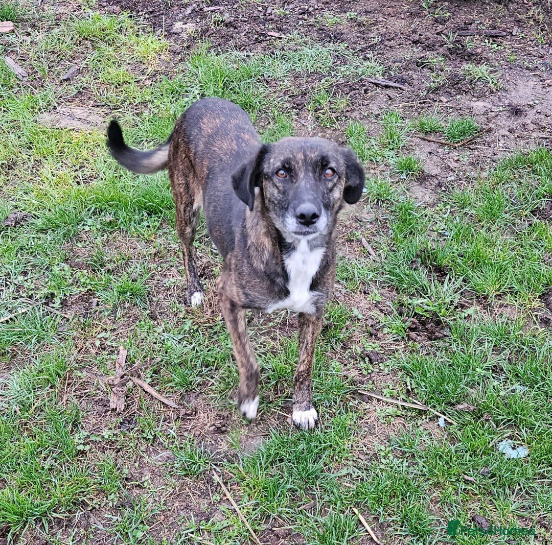 Mixed Breed dogs for adoption: LOLA – Gentle Soul, Bright Eyes & Pure Devotion🤍 - Advert 8