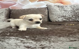 Chihuahua dogs for sale: Chihuahua for sale  - Image 6
