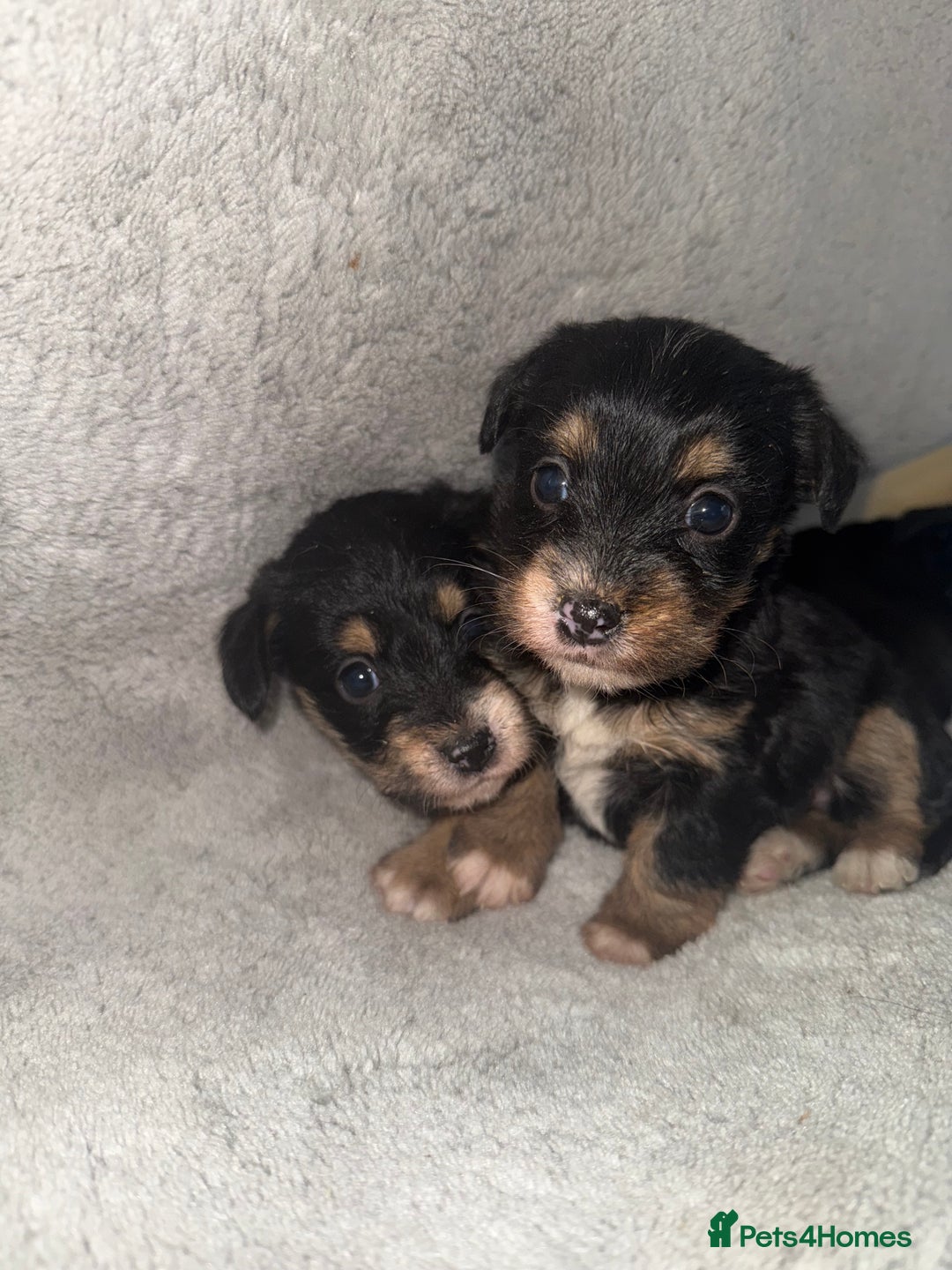 Jack Russell dogs for sale: 3 beautiful jack russle puppy’s  - Image 7