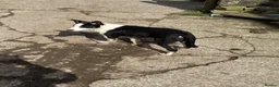 Border Collie dogs for sale: 2 X Male Welsh border collie pups in Crickhowell - Advert 10