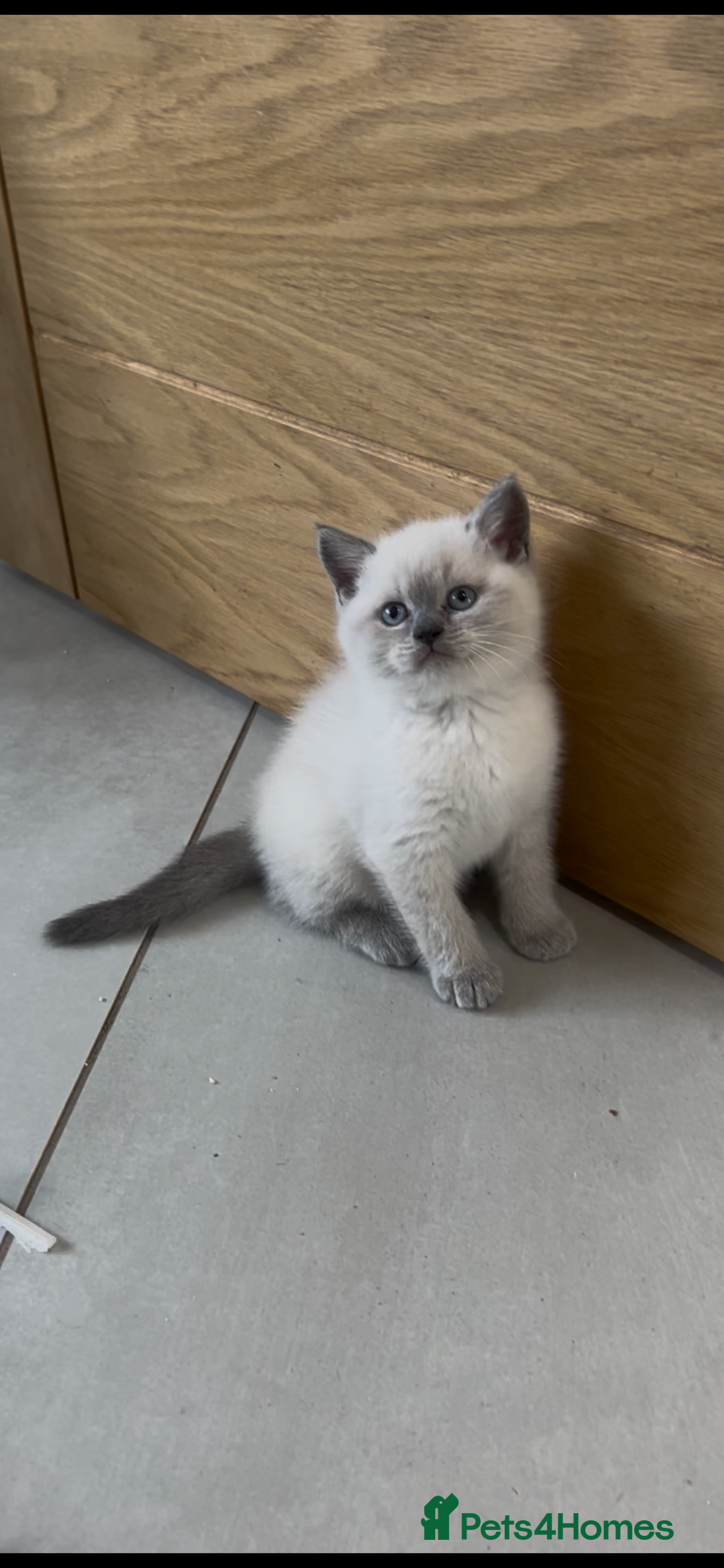 British Shorthair cats for sale: Exceptional GCCF Colourpointed British shorthaired in Ingatestone - Image 2