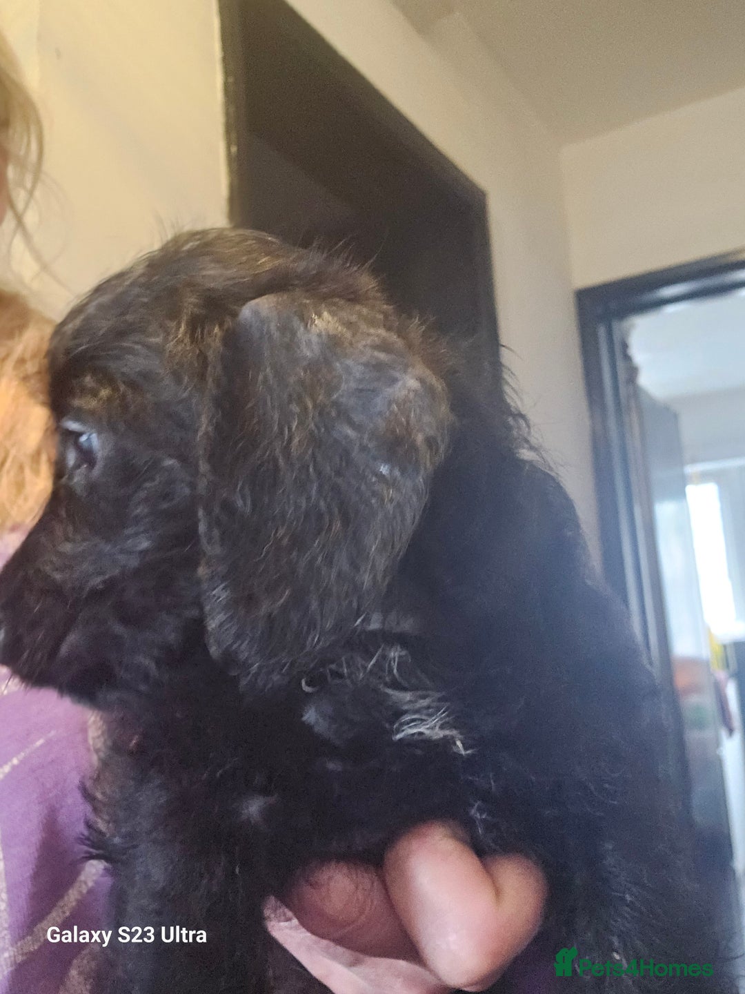Doxiepoo dogs for sale: Doxipoos puppies mega curly and suited  - Image 15