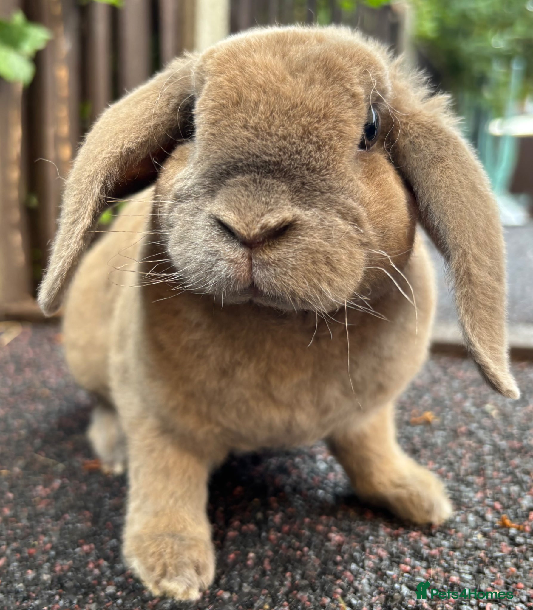 Mini Lop rabbits Mini Plush Lops, ready to leave  - Advert 9