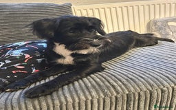 Mixed Breed dogs for sale: Female Jackapoo  - Advert 4